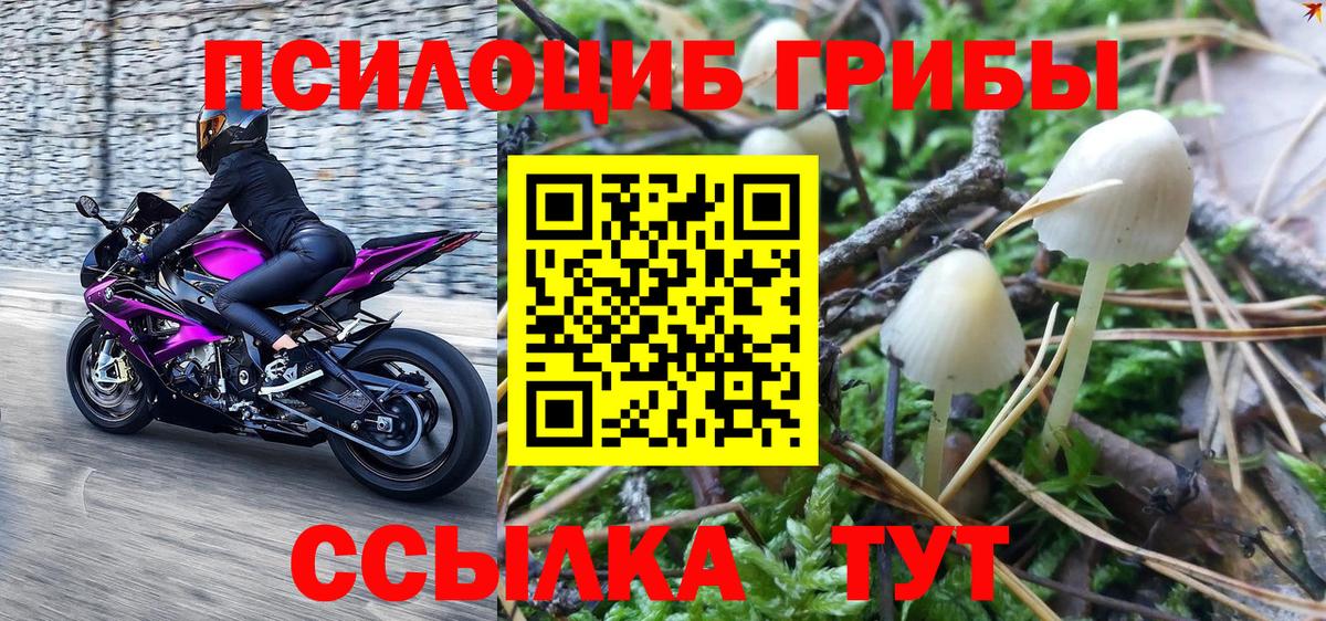 Галлюциногенные грибы Cubensis  Галлюциногенные грибы Psilocybine cubensis  Аргун  цены   Вход с VPN 